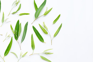 Eucalyptus leaves on white background.