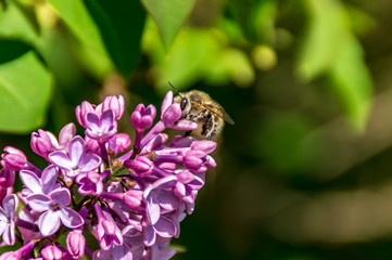 Ape che succhia il nettare del lilla in primavera