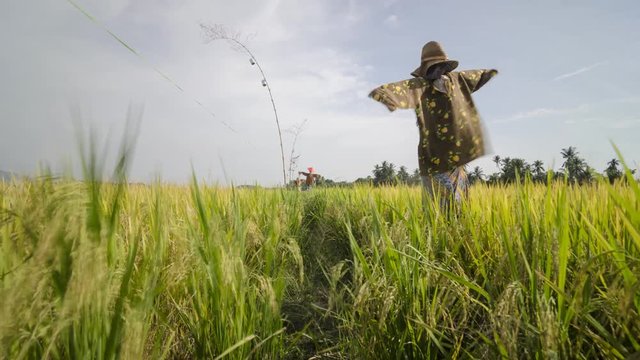Timelapse scarecrow wear Malay traditional clothes standing in rice paddy field.