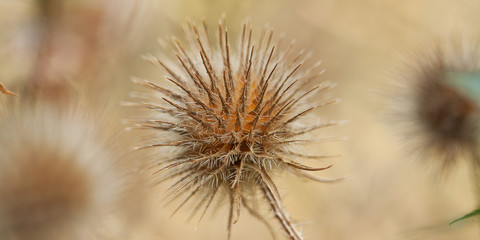 faded flower of mordovnik in summer field