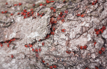wood texture with insects