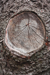  wood texture, cut branch