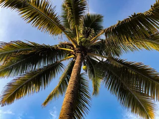 Foto op Plexiglas Palme vor blauem Himmel © matzeweiss