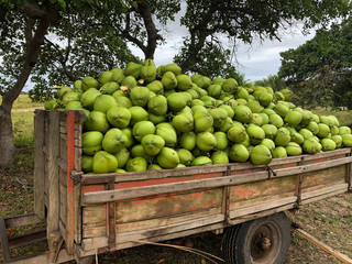 Kokosnüsse nach der Ernte