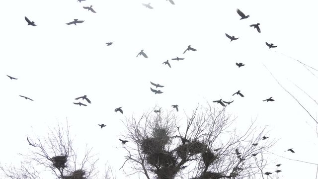 Silhouettes of flying crows over the nest. Cloudy weather. The sad scary picture.