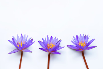 Purple lotus flower blooming on white.