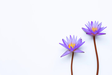 Purple lotus flower blooming on white.