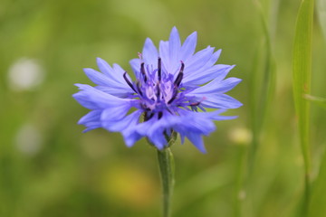 blue flower