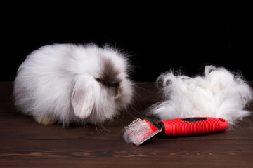 grooming decorative rabbit on a dark wooden background