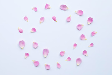 Pink rose petals isolated on white