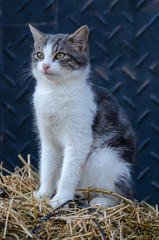 Cute cat on the haystack