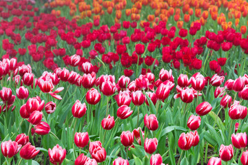 Tulips blooming in the park.