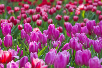 Tulips blooming in the park.