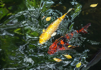   Koi fish  swimming in the pond.