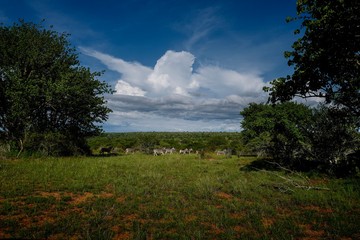 Obraz premium Zebras in wild, Angolan landscape, wild life. safari