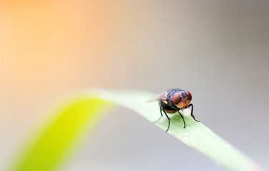 House flies in various natural gestures