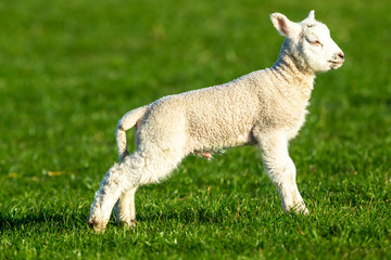 Obraz premium Lambing time. Dalesbred Ram (or male) Lamb in Yorkshire Dales, England, UK. Facing right in lush green meadow. Landscape, horizontal. Space for copy.,