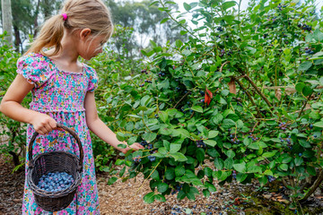 young girl picking blueberries