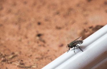 House flies in various natural gestures