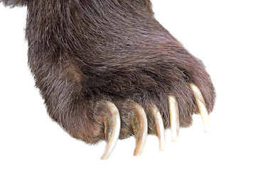 russian big brown bear animal foot with claws isolated on white background adult angry dangerous beast paw with fur in nature wildlife environment close up side view mammal feet parts closeup