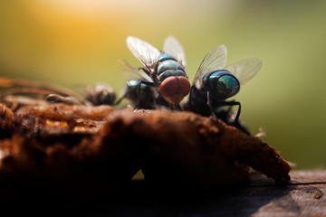 House flies in various natural gestures