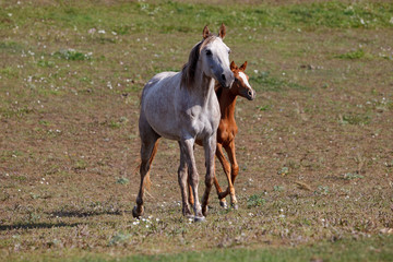 Fototapeta na wymiar white horse with foal in the pasture