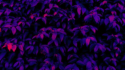 Tropical black light glowing leaves.