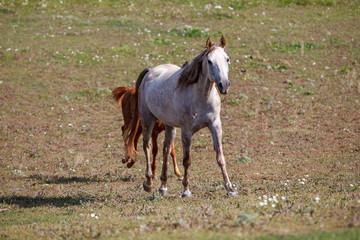 white horse with foal in the pasture