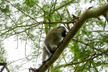 Portrait monkey in Uganda