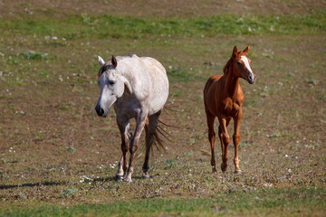 Obraz premium white horse with foal in the pasture