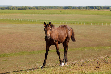 brown stallion / horse in the pasture