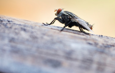 House flies in various natural gestures