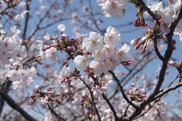 桜