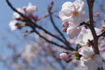 桜