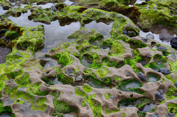 Close up of moss covering the sea rocks.
