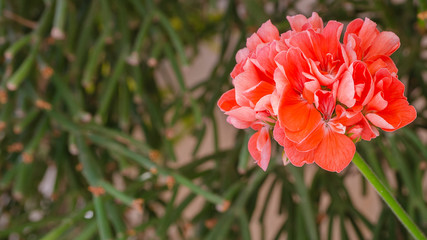 Pelargonium or Geranium  with green leaves. Beautiful vibrant flowers background for wallpaper or...