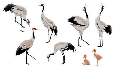 Common crane or Grus grus or Eurasian crane. A collection of gray cranes in various poses. Birds are looking for food, standing, dancing. Exploded wild birds and their chicks. Realistic Vector Animals