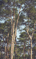 Color toned picture of pine trees forest