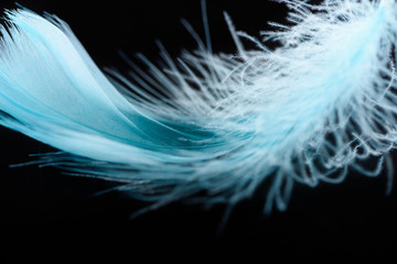 close up of blue textured plume isolated on black