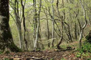 hammock in the forest suspended on trees