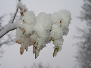 Autumn leaves covered with snow after a snowfall