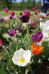 Cultivation of tulips