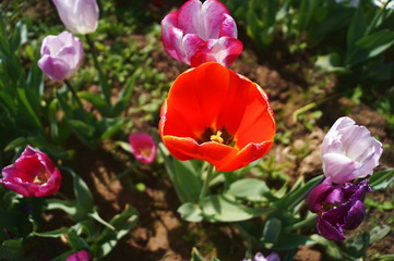 Cultivation of tulips