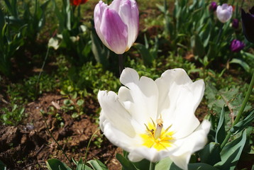 City of Vancouver tulips