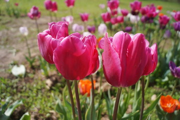 Passionate tulips