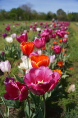 Cultivation of tulips