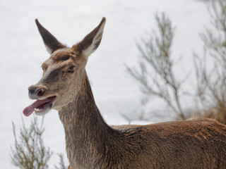 Biche