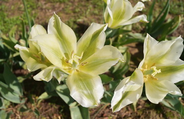 Obraz na płótnie Canvas Spring green tulips
