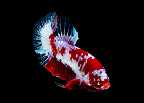 Betta fish koi fish kohaku Red White