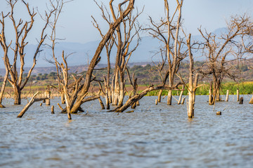 Dead trees surrounded by water, near foreshore of Lake Baringo, Kenya. Water in Rift Valley lakes has risen since 2011. Possible reasons, climate change, tectonic movement, deforestation, heavy rains.
